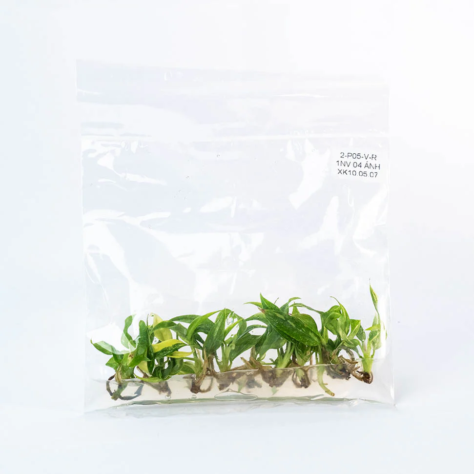 Variegated Philodendron Ring of Fire Tissue Culture Plant - Image 3