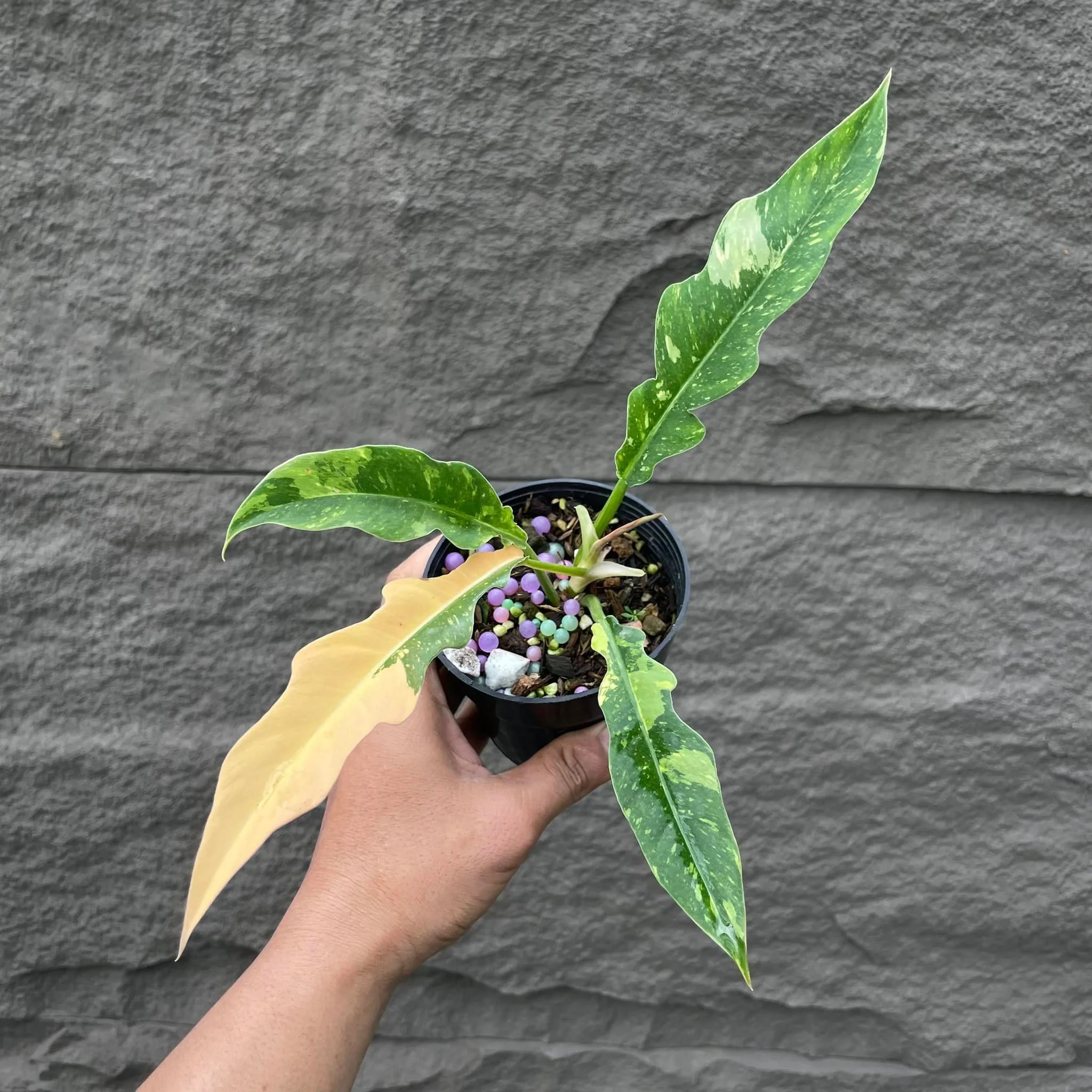 Variegated Philodendron Ring of Fire Tissue Culture Plant - Image 4