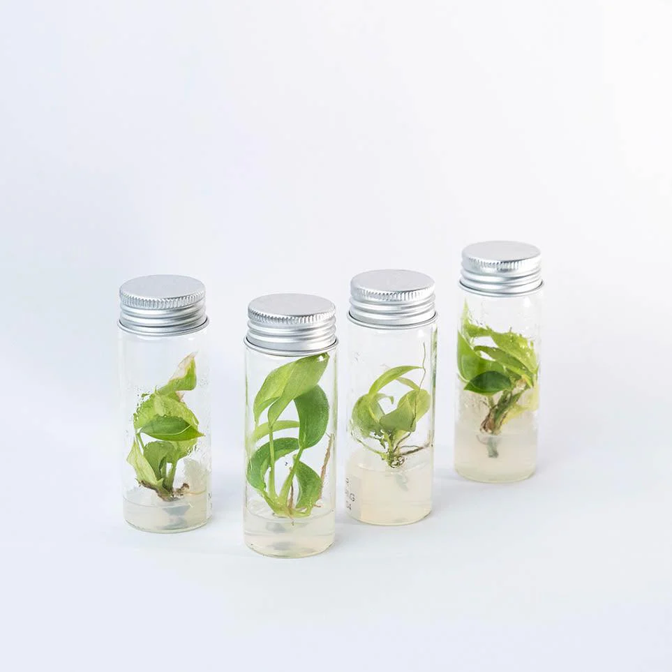 Variegated Philodendron Snowdrift Tissue Culture Plant - Image 3