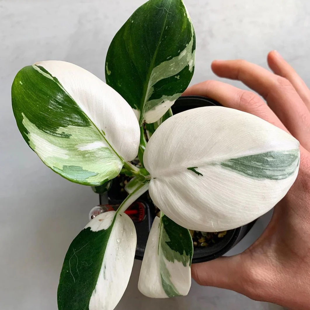 Variegated Philodendron White Wizard Tissue Culture Plant - Image 3
