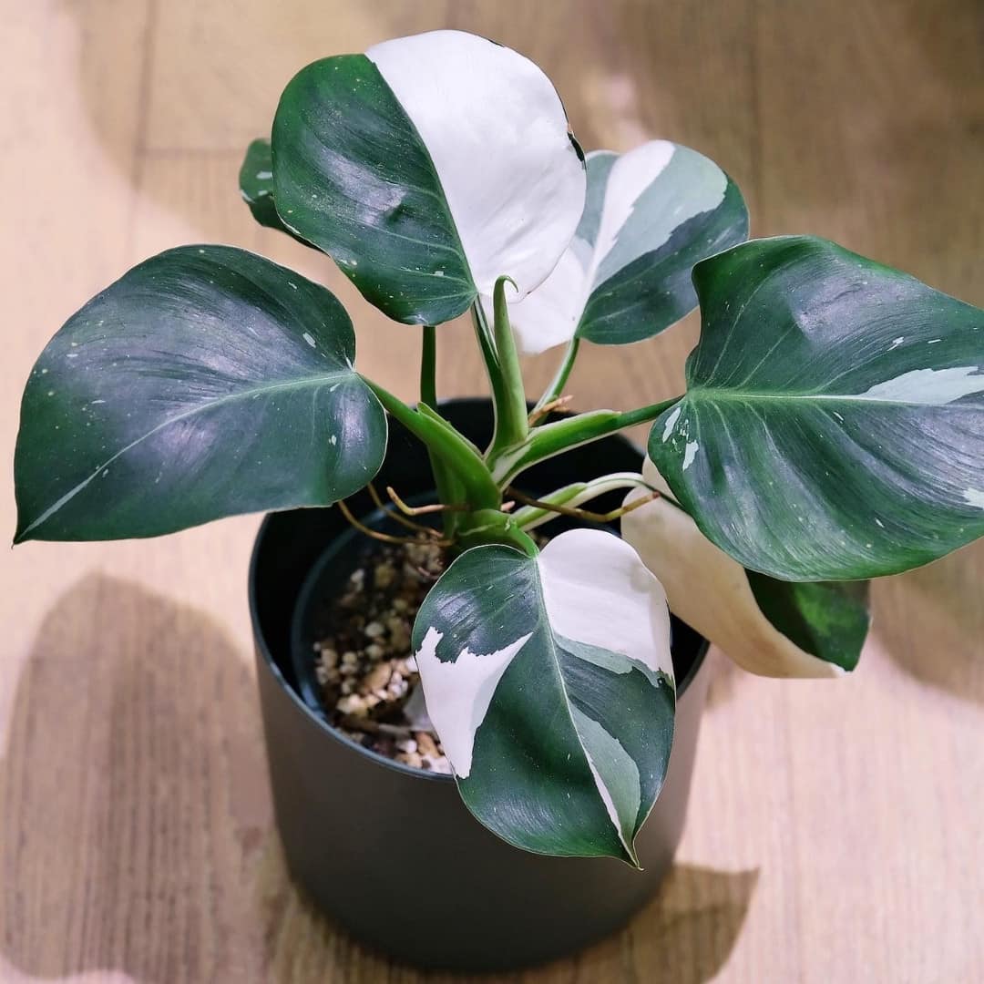 Variegated Philodendron White Wizard Tissue Culture Plant - Image 4