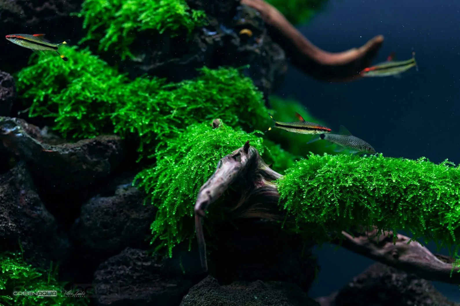 Weeping Moss on Stainless Steel - Image 3