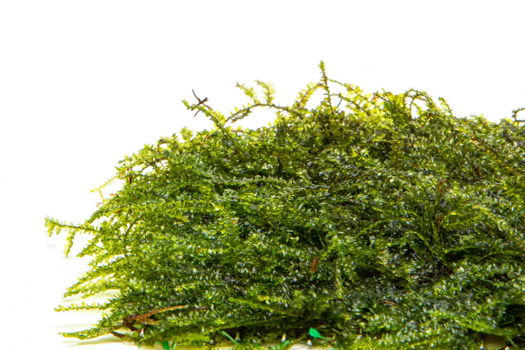 Weeping Moss on Stainless Steel - Image 4