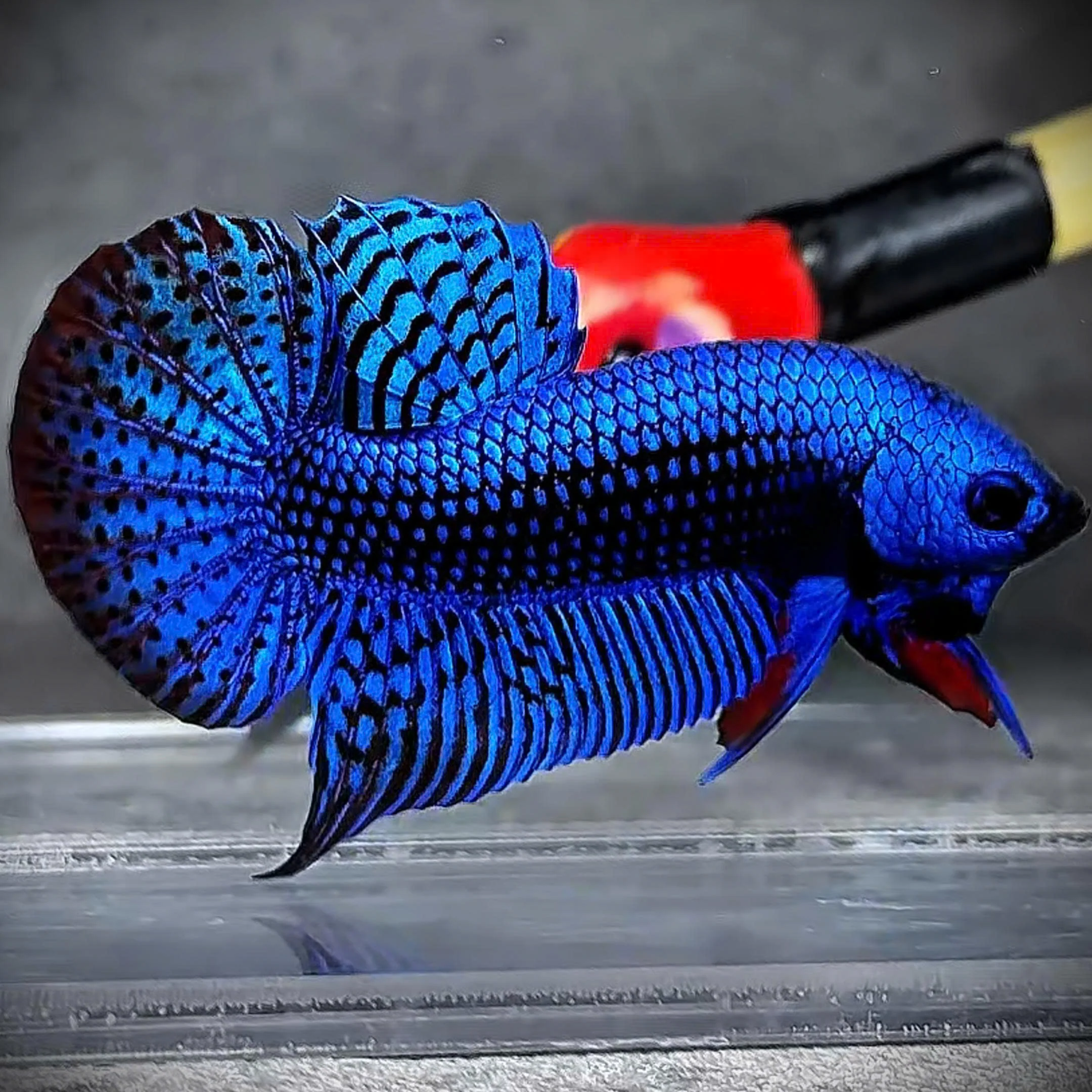 Wild Alien Blue Male Betta Fish - Image 3