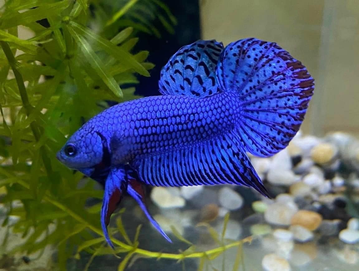 Wild Alien Blue Male Betta Fish - Image 4