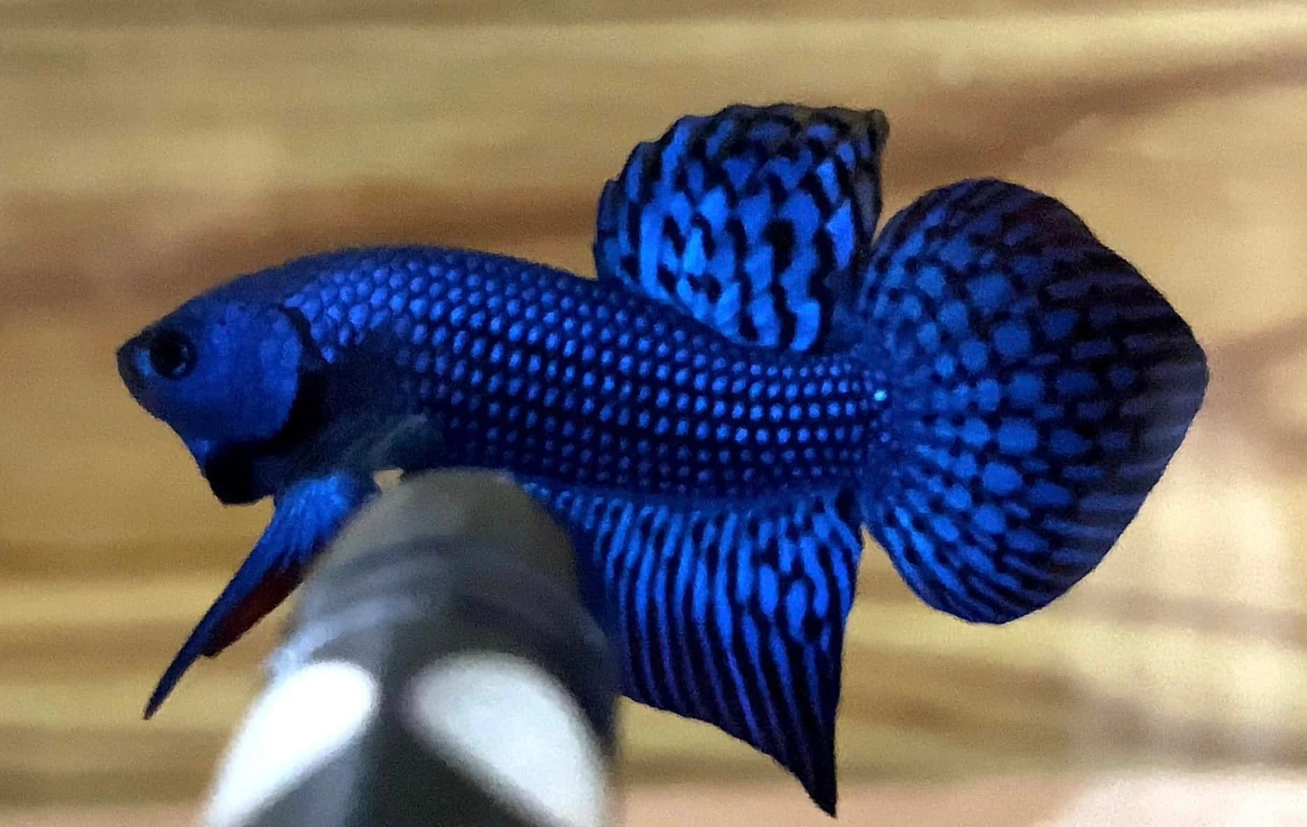 Wild Alien Blue Male Betta Fish - Image 5