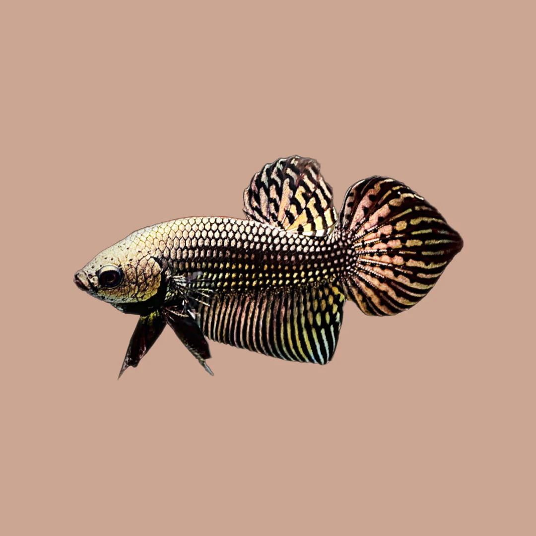 Wild Alien Copper Male Betta Fish - Image 3