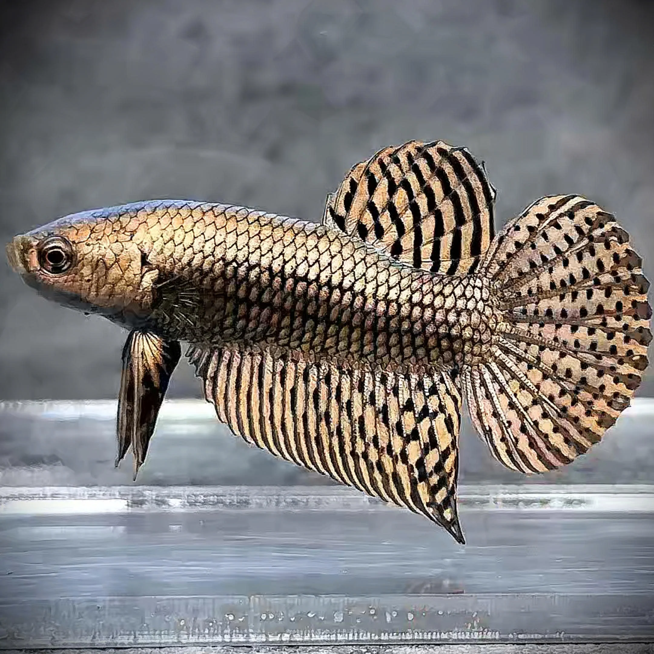 Wild Alien Copper Male Betta Fish - Image 4