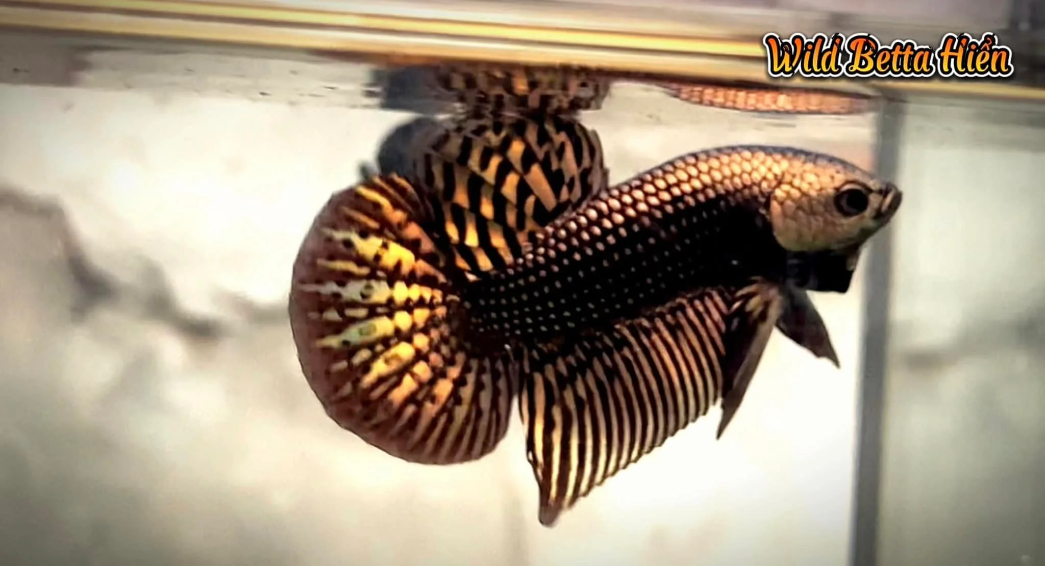 Wild Alien Copper Male Betta Fish - Image 5