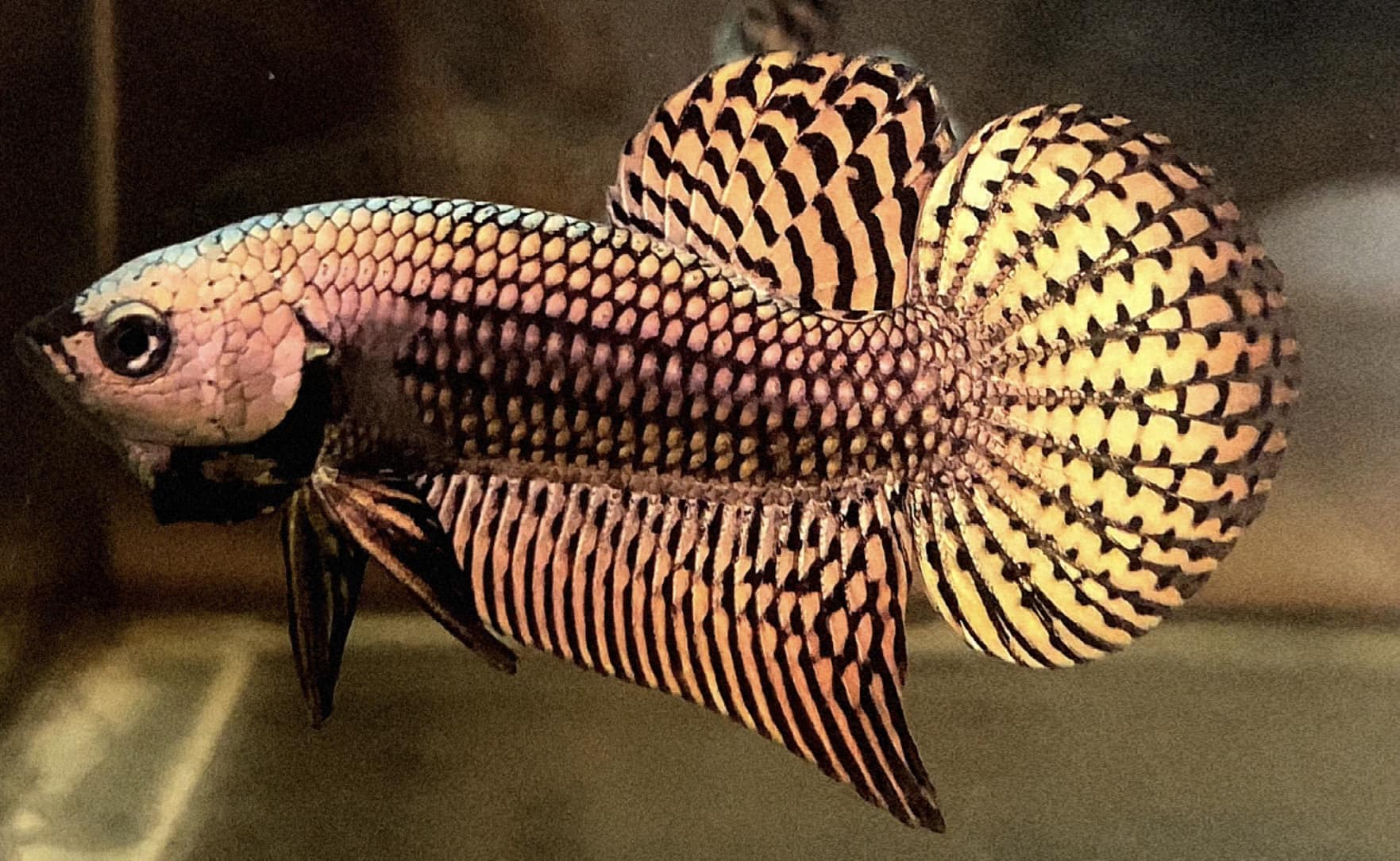Wild Alien Copper Male Betta Fish - Image 6