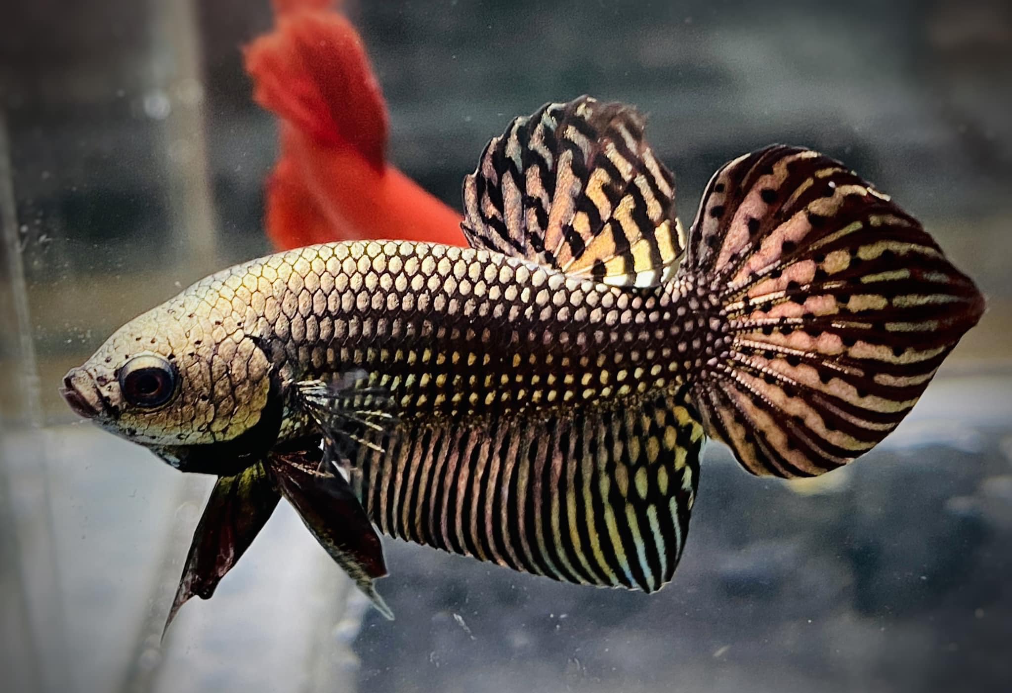 Wild Alien Copper Male Betta Fish - Image 7