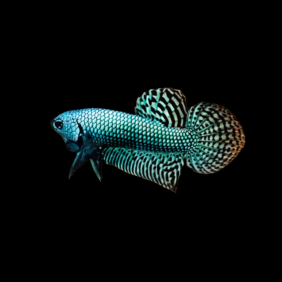 Wild Alien Green Male Betta Fish - Image 3