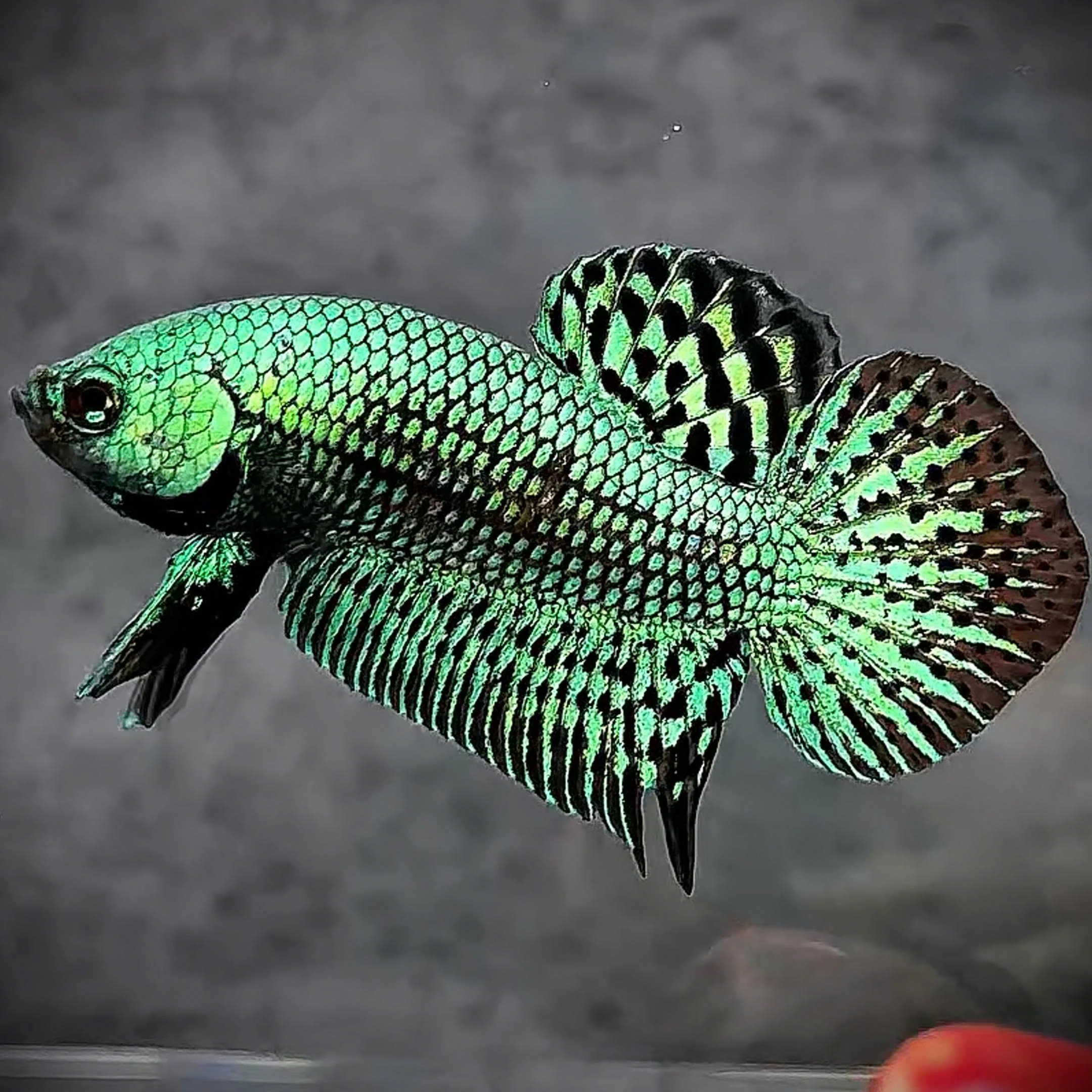 Wild Alien Green Male Betta Fish - Image 4