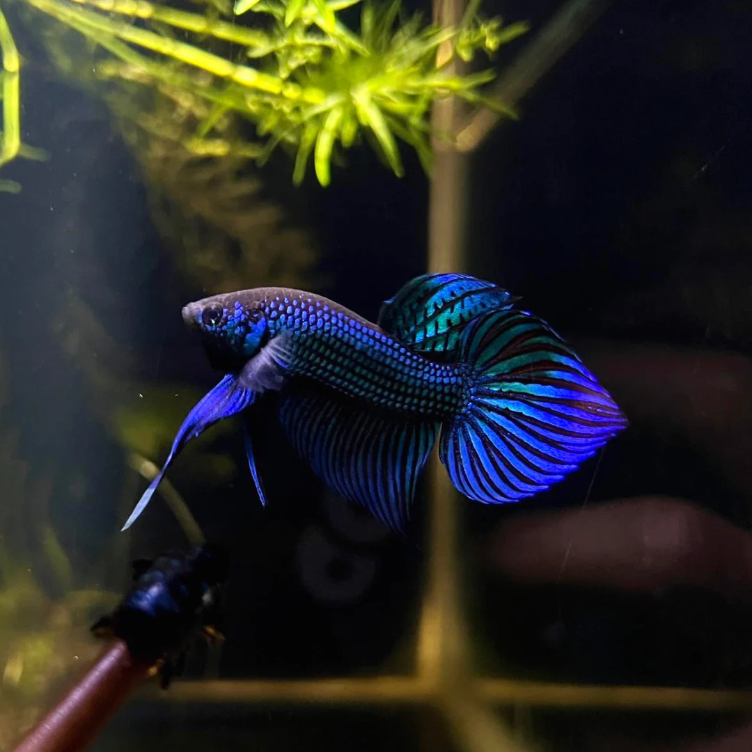 Wild Betta Blue Mahachaiensis - Image 3
