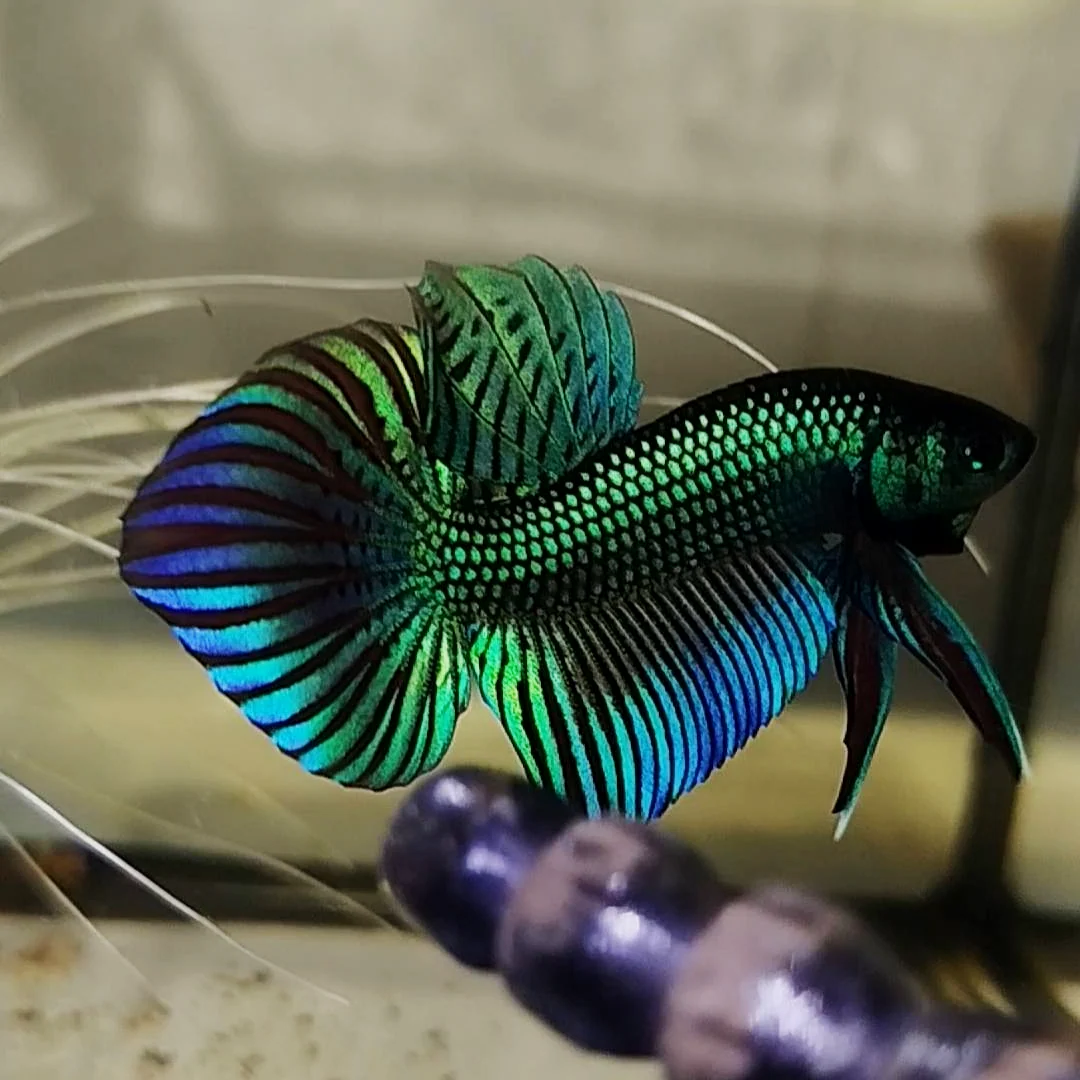 Wild Betta Green Mahachaiensis - Image 3