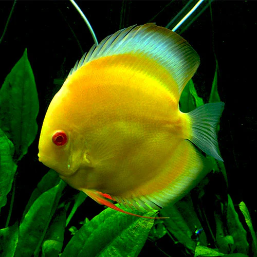 Yellow Albino Discus Fish - Image 3