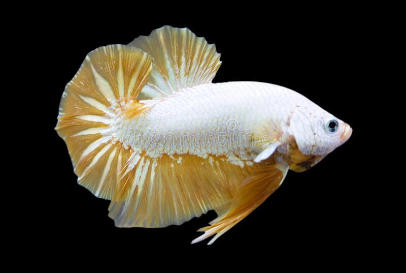 Yellow Dragon Plakat Male Betta Fish - Image 3