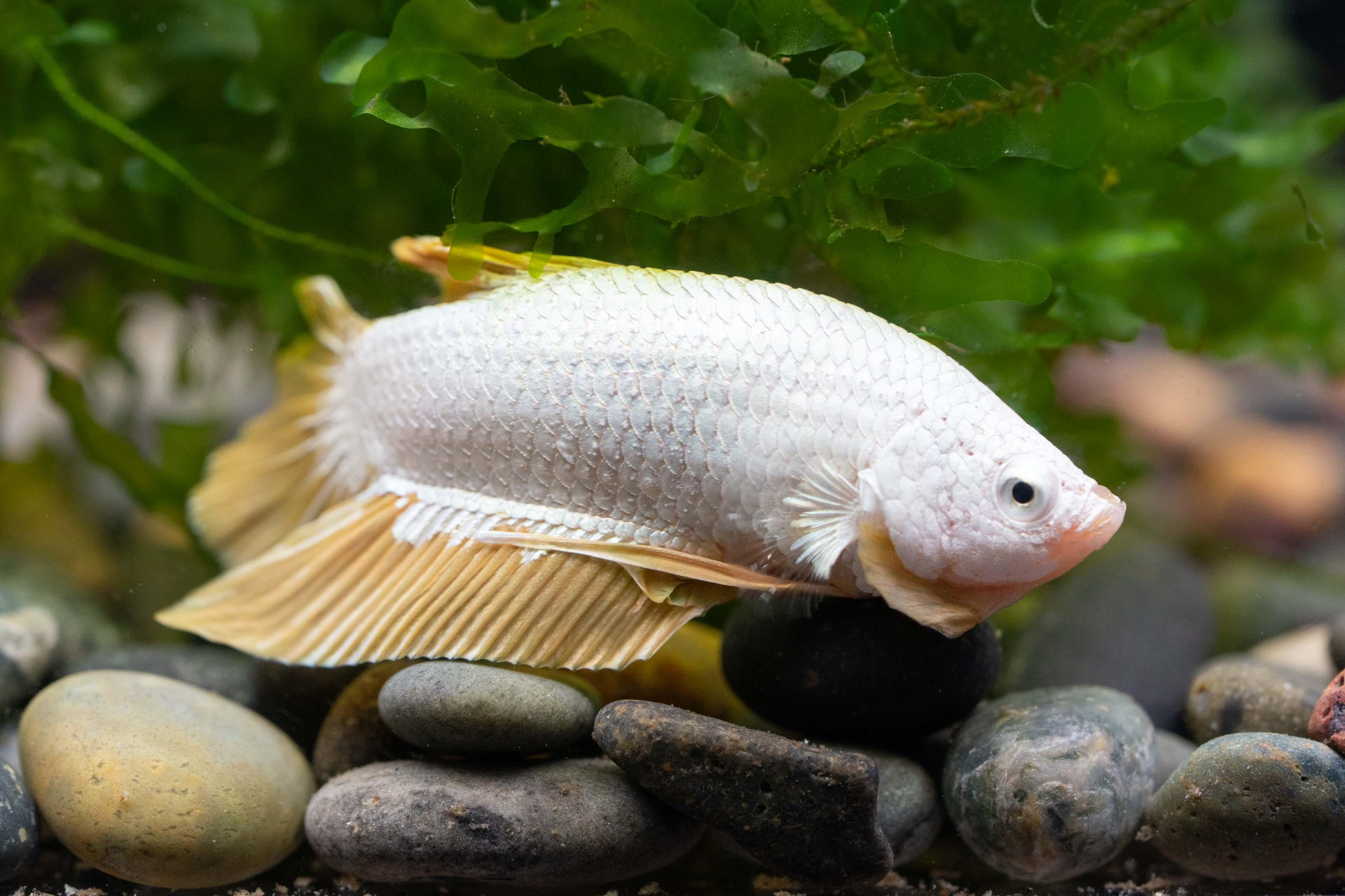Yellow Dragon Plakat Male Betta Fish - Image 7