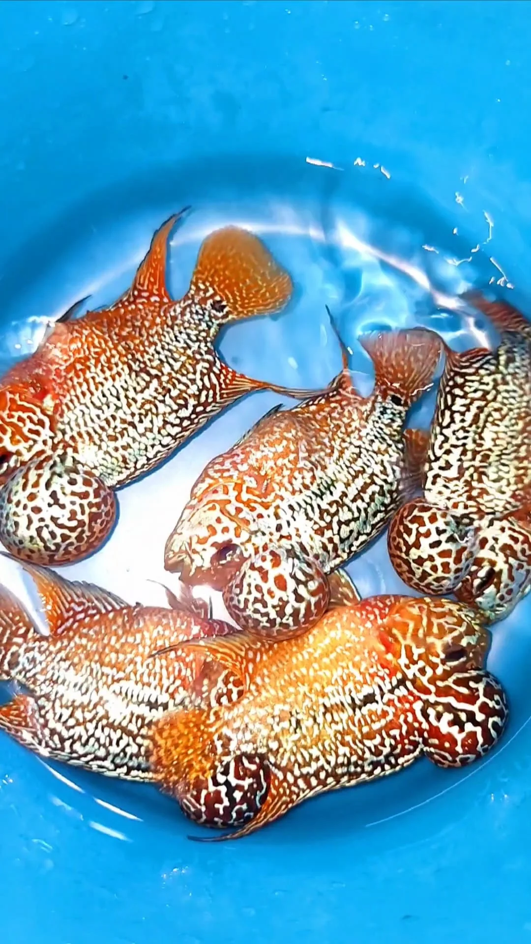 Yellow Golden Base Flowerhorn Cichlid | High Grade | Grower Pick - Image 3
