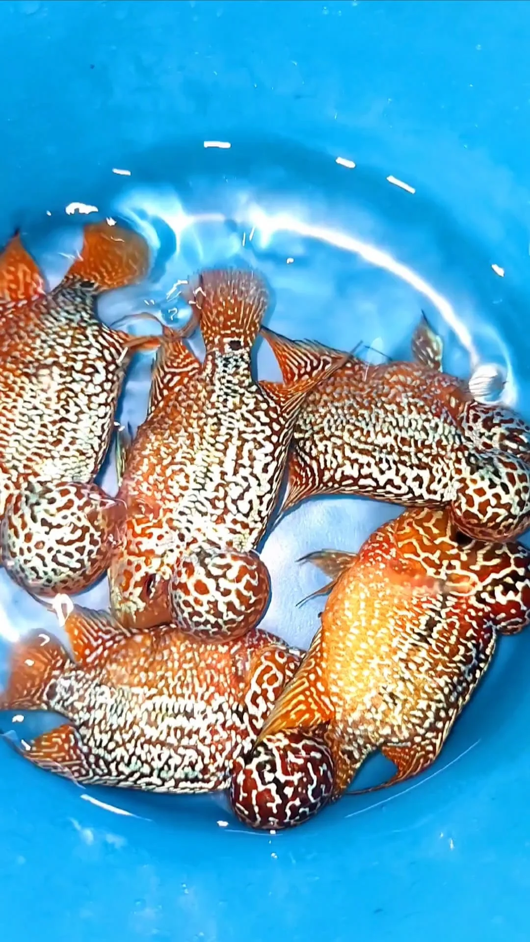 Yellow Golden Base Flowerhorn Cichlid | High Grade | Grower Pick - Image 4