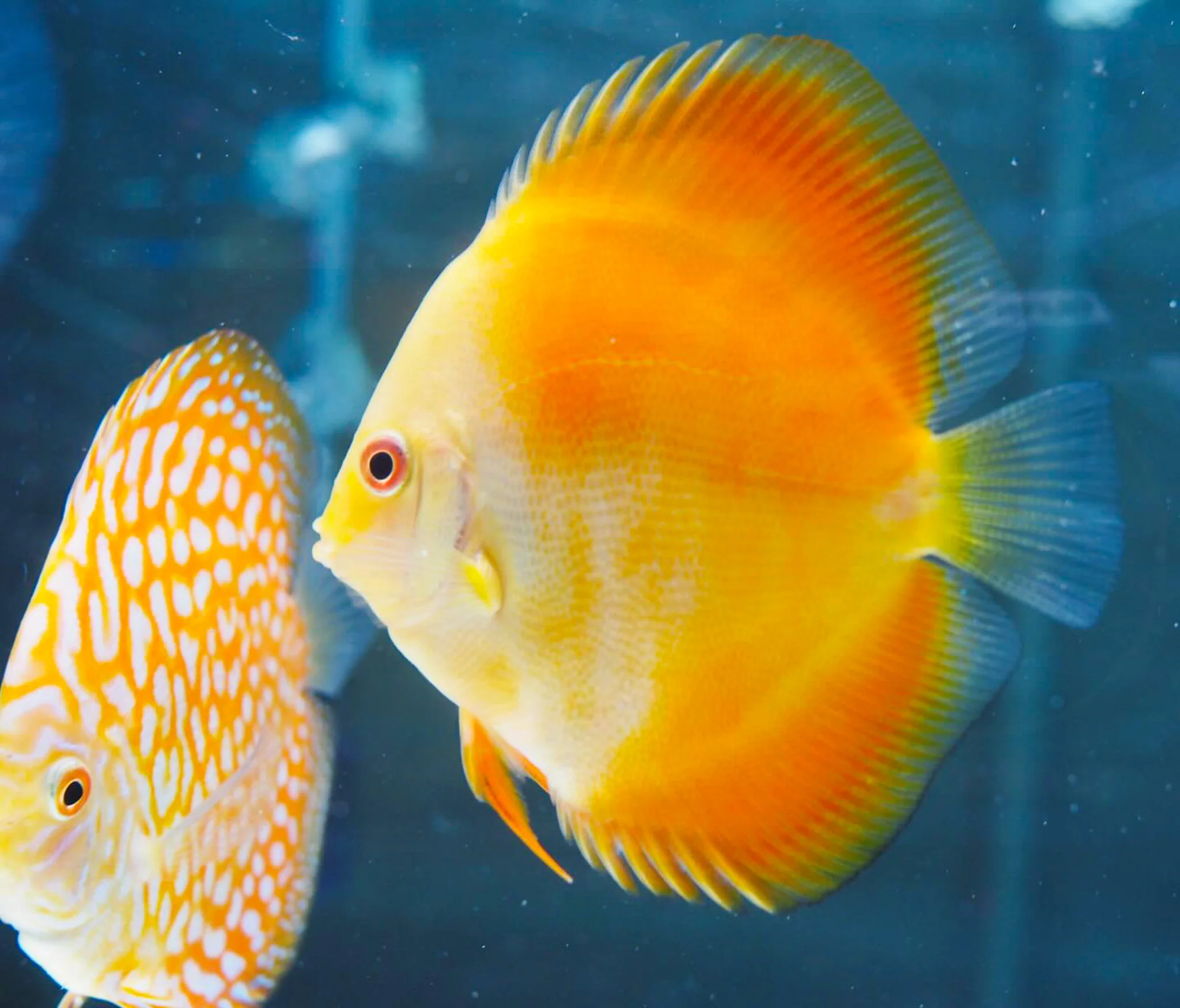 Yellow Melon Discus Fish - Image 3