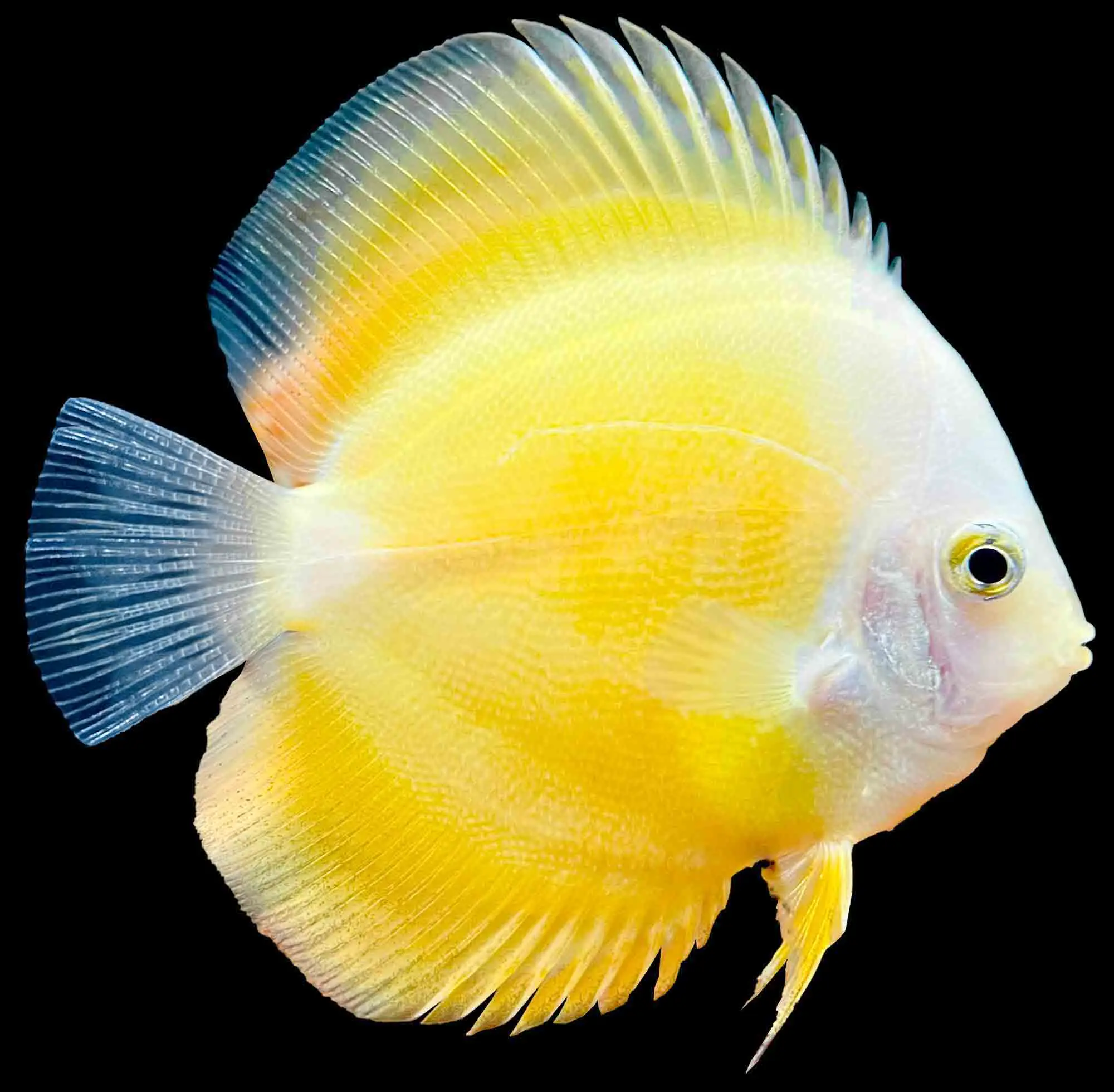 Yellow Melon Discus Fish - Image 4